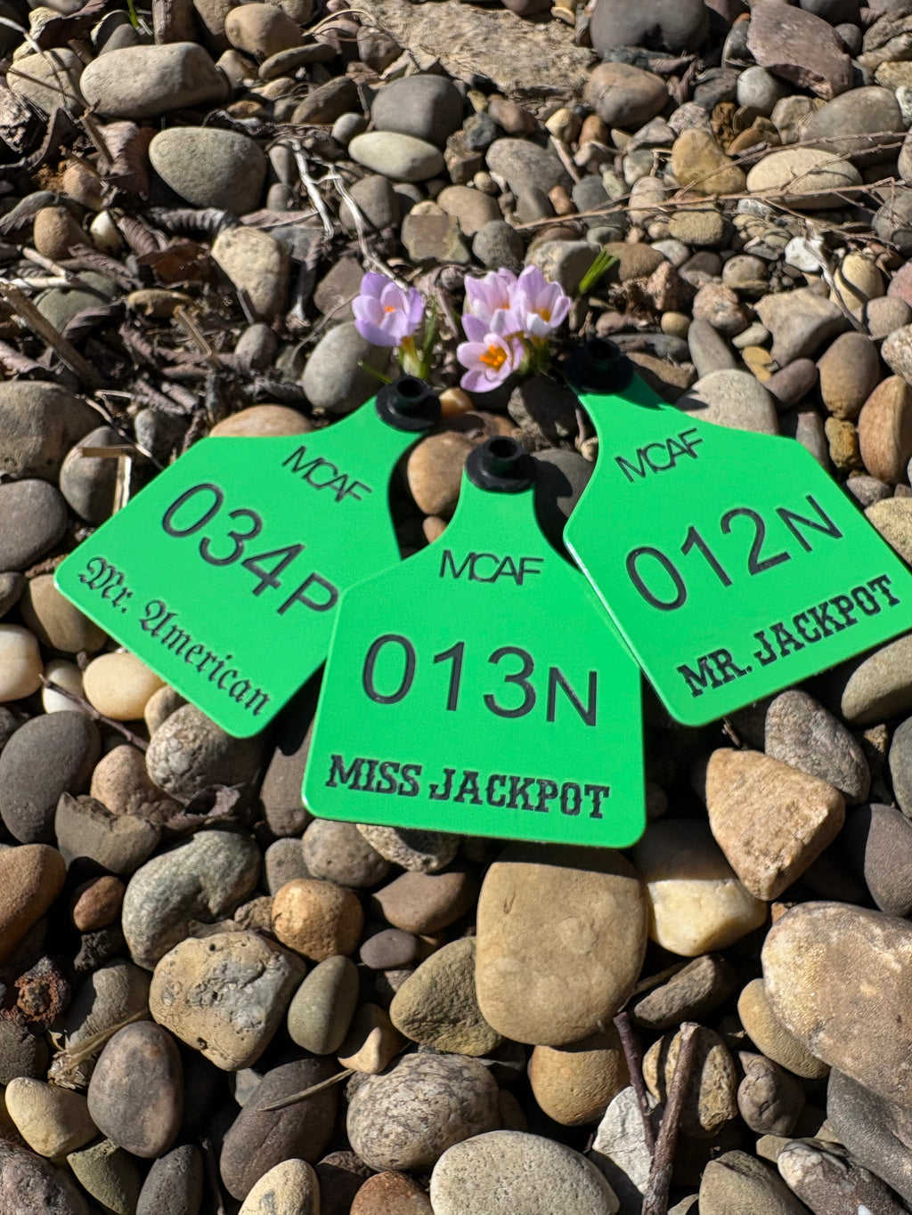 Custom Cattle Tags